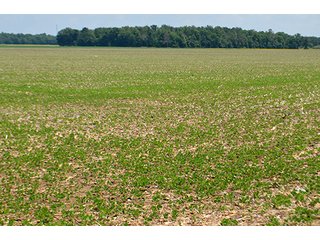 Property photo 64 - LAND AUCTION - 700+/- ACRES OFFERED IN 16 TRACTS IN ALLEN COUNTY, INDIANA